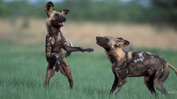 Painted Dogs Play